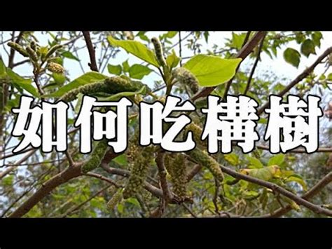 構樹功效|構樹葉的功效與作用 構樹葉泡水能長期服用嗎